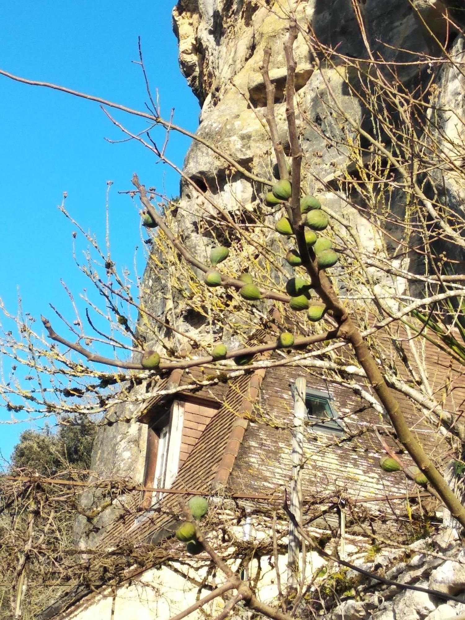 Maison Les Glycines La Roque-Gageac Εξωτερικό φωτογραφία